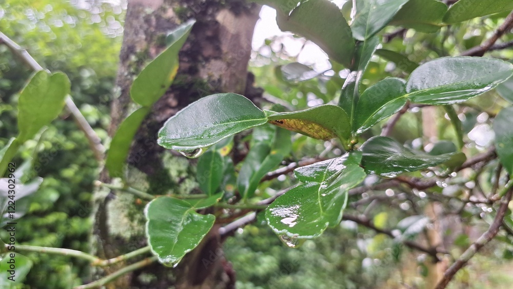 High-Quality Photo of Kaffir Lime Leaves (Citrus Hystrix) on Tree During Rainy Afternoon – Fresh and Natural Botanical Photography for Agriculture and Herbal Projects High-Quality Photo of Kaffir Lime Leaves (Citrus Hystrix) on Tree During Rainy Afternoon – Fresh and Natural Botanical Photography for Agriculture and Herbal Projects