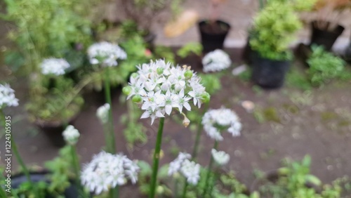 High-Quality Morning Photo of Blooming White Flower Allium Tuberosum During Rain – Fresh and Beautiful Nature Photography for Floral and Botanical Projects photo