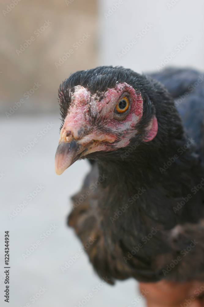 Closeup of the head of a hen with a red crest, Chicken face closeup, Closeup hen face with blur background, Portrait of a hen face, close up chicken or hen in the rural farm, domestic chicken Closeup of the head of a hen with a red crest, Chicken face closeup, Closeup hen face with blur background, Portrait of a hen face, close up chicken or hen in the rural farm, domestic chicken