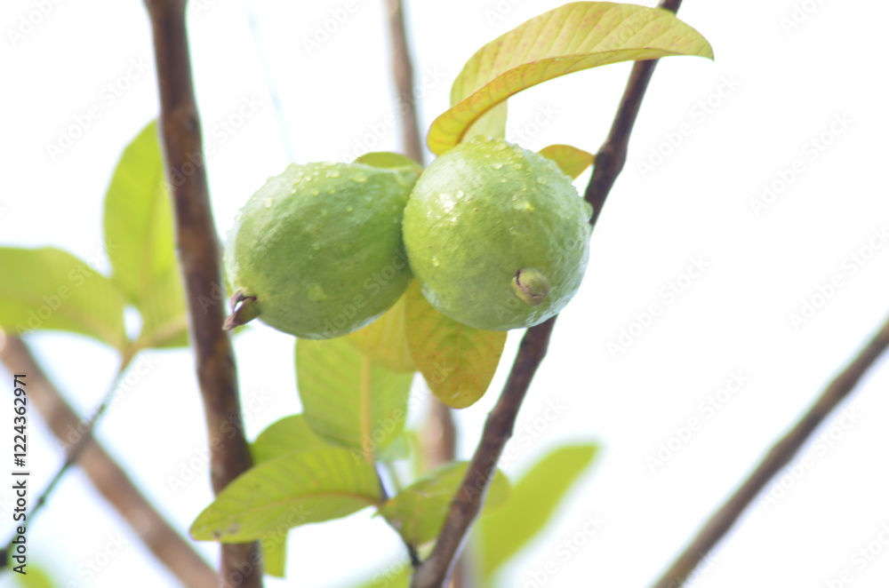 Obraz premium green figs on a tree