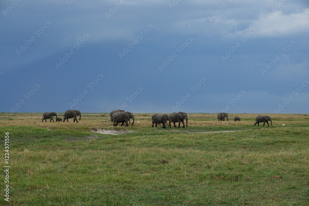 Herd of Elephants in African Sunset in Botswana, Linyanti Region in the Chobe National Park Herd of Elephants in African Sunset in Botswana, Linyanti Region in the Chobe National Park