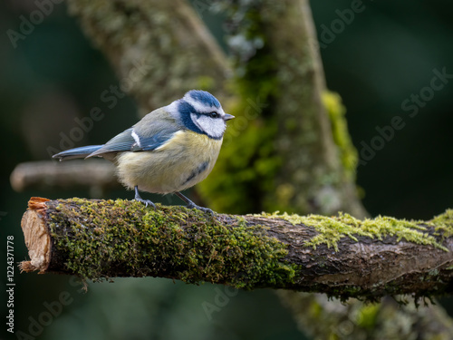 Blaumeise (Cyanistes caeruleu) photo