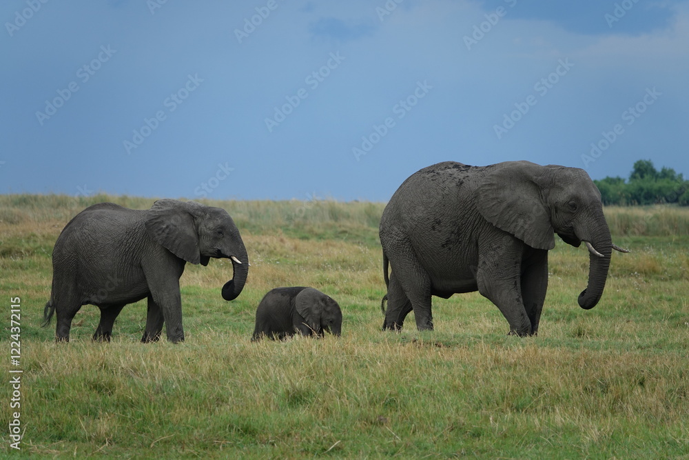 Fototapeta premium Herd of Elephants in African Sunset in Botswana, Linyanti Region in the Chobe National Park