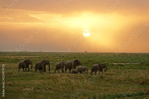 Herd of Elephants in African Sunset in Botswana, Linyanti Region in the Chobe National Park