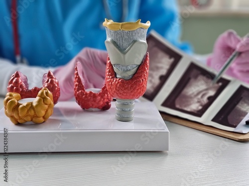 Medical models of the thyroid gland and ultrasound concept