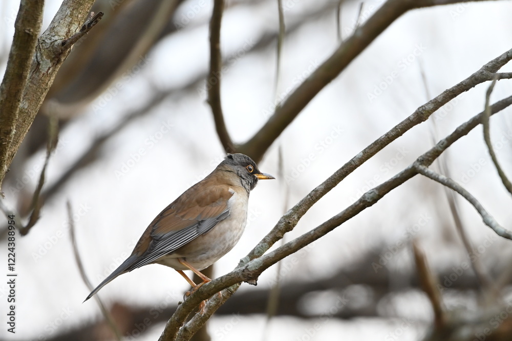 公園の木の枝に止まるシロハラ(野鳥) 公園の木の枝に止まるシロハラ(野鳥)