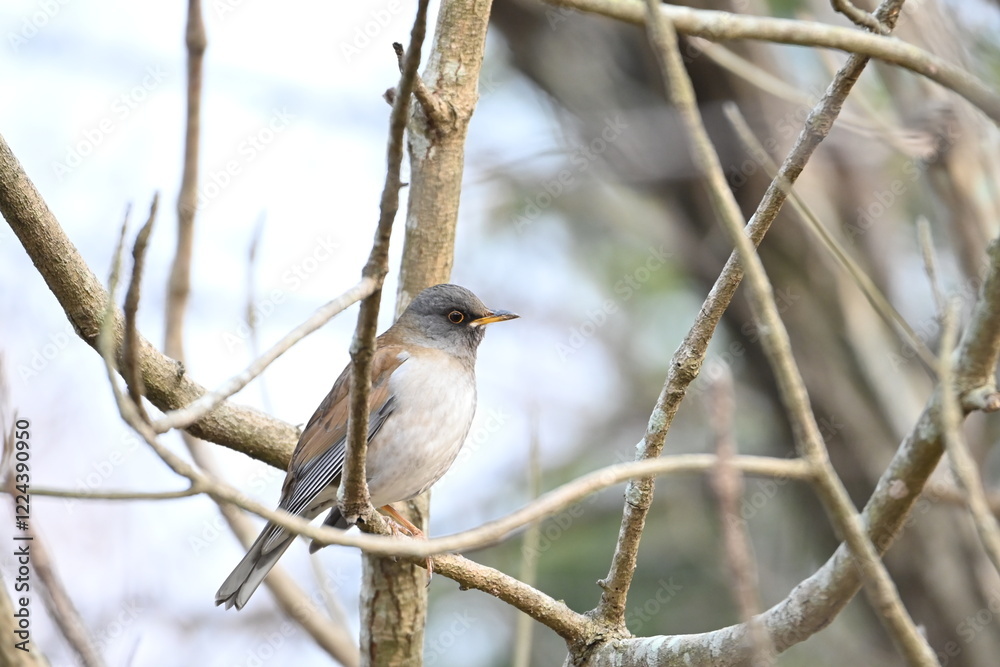 公園の木の枝に止まるシロハラ（野鳥）