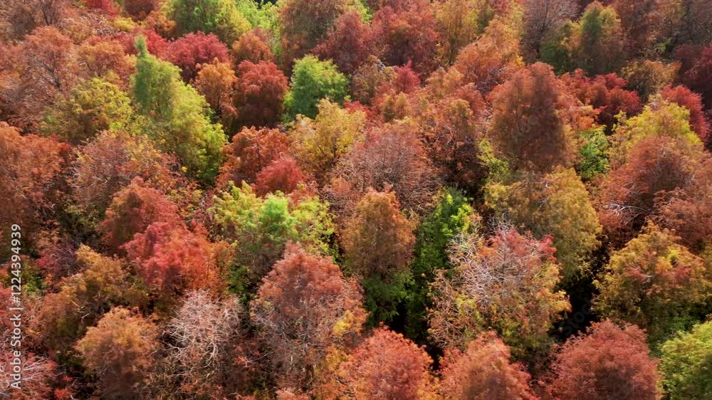 Aerial view of Bald Cypress in the park,Taiwan.