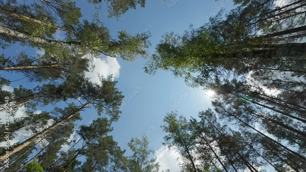 Flying backwards between trees in a dense forest. Flying backwards between trees in a dense forest.