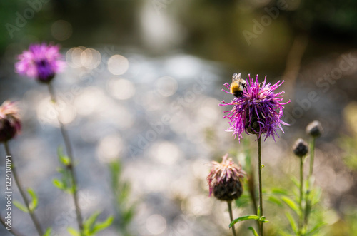 Southern Urals, a blooming greater knapweed (Centaurea scabiosa) on the river bank. photo