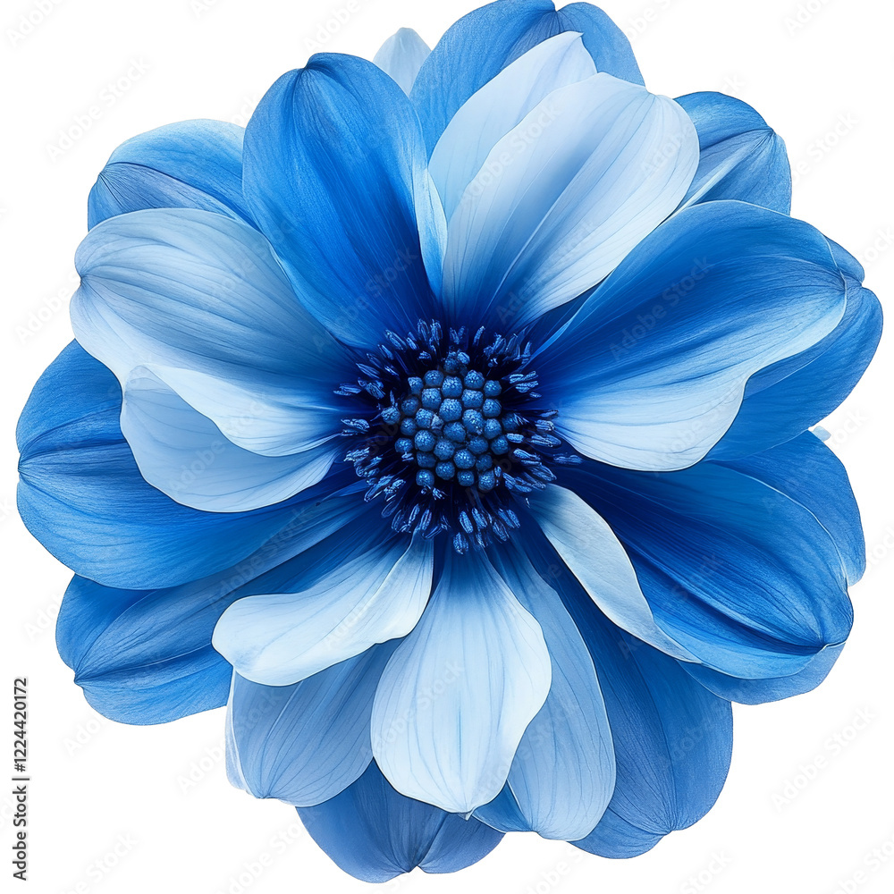 Fototapeta premium [Transparent Background PNG]Closeup of a Stunning Blue Dahlia