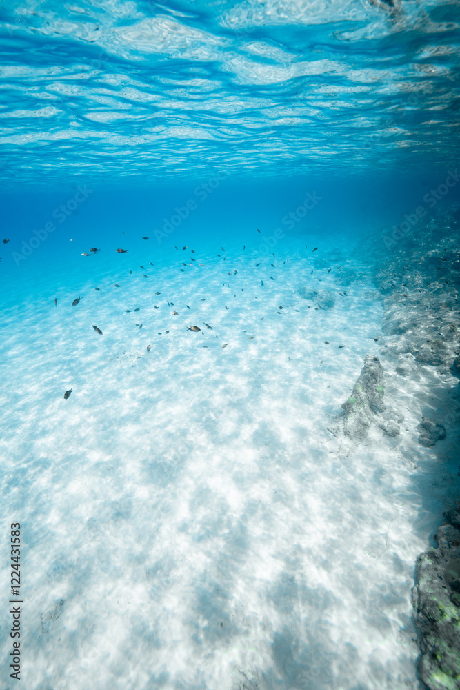 Obraz premium Underwater Serenity, Blue Under the Sea