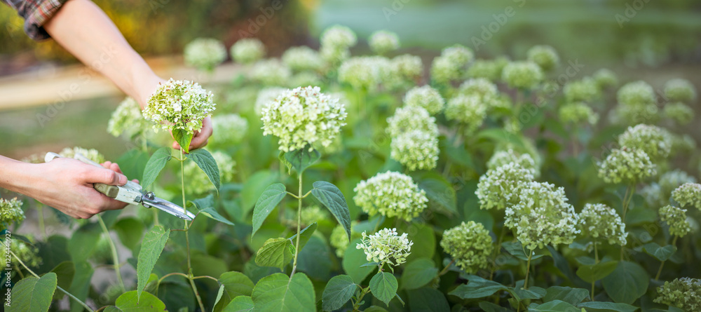 Bush (hydrangea) cutting or trimming with secateur in the garden