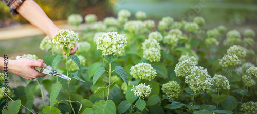 Obraz na płótnie Bush (hydrangea) cutting or trimming with secateur in the garden w salonie