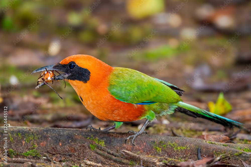 Fototapeta premium Rufous motmot eats Rhinoceros beetle