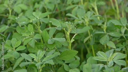 Wallpaper Mural Fenugreek plant in vegetable garden. It is a most popular Greens and vegetable.
Its leaves and seeds are common ingredients in dishes from the Indian subcontinent. Trigonella foenum graecum.
 Torontodigital.ca