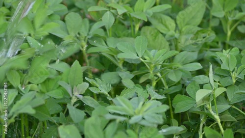 Wallpaper Mural Fenugreek plant in vegetable garden. It is a most popular Greens and vegetable.
Its leaves and seeds are common ingredients in dishes from the Indian subcontinent. Trigonella foenum graecum.
 Torontodigital.ca