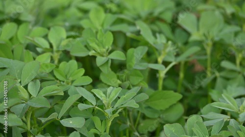 Fenugreek plant in vegetable garden. It is a most popular Greens and vegetable.
Its leaves and seeds are common ingredients in dishes from the Indian subcontinent. Trigonella foenum graecum.
 photo