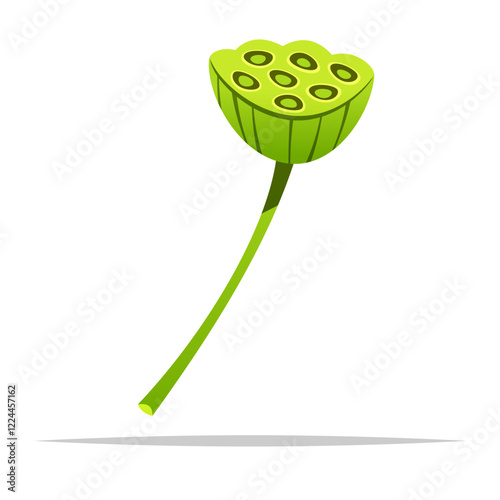 Lotus seed pod vector isolated illustration