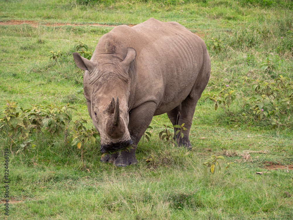 rhino in the wild rhino in the wild