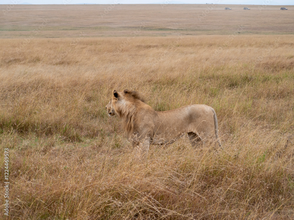Fototapeta premium lionesses walking in the wild