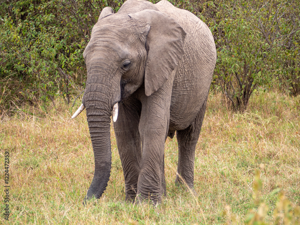 Fototapeta premium elephants in the savannah of zimbabwe