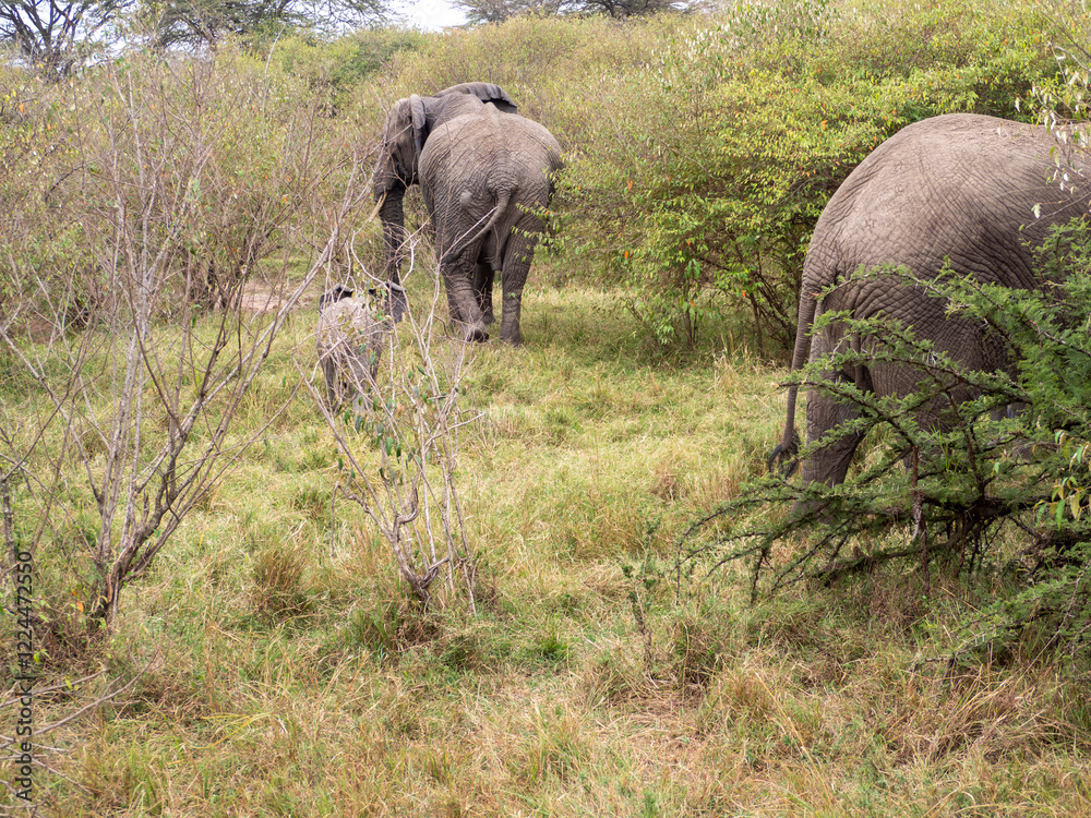 Fototapeta premium elephants in the savannah of zimbabwe