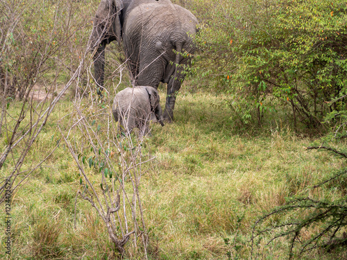 Photography elephants in the savannah of zimbabwe