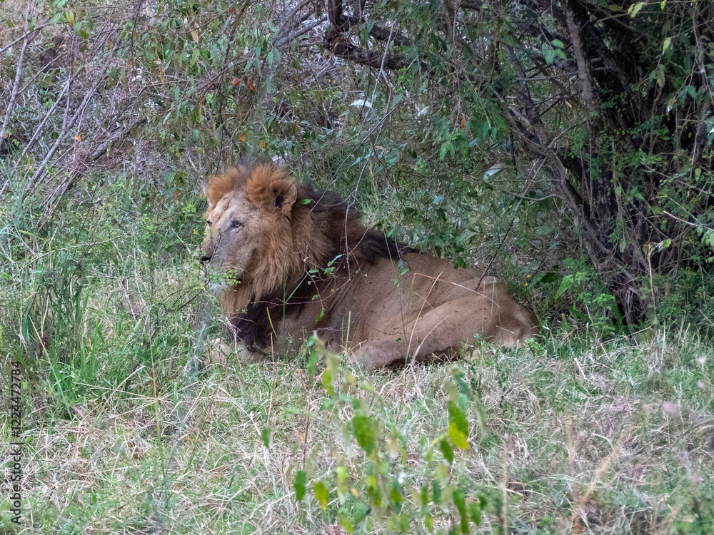 lion in the grass lion in the grass