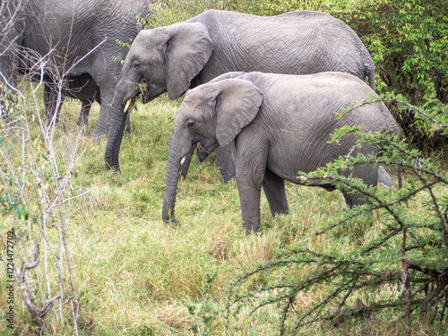 Canvas Print elephants in the savannah of zimbabwe