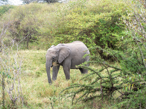 Canvas Print elephants in the savannah of zimbabwe