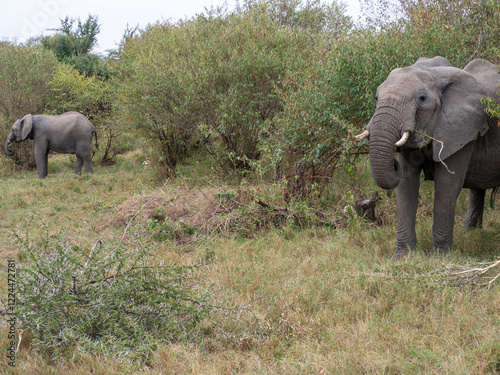 Canvas Print elephants in the savannah