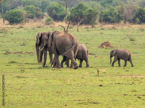 Photography elephants in the savannah of zimbabwe
