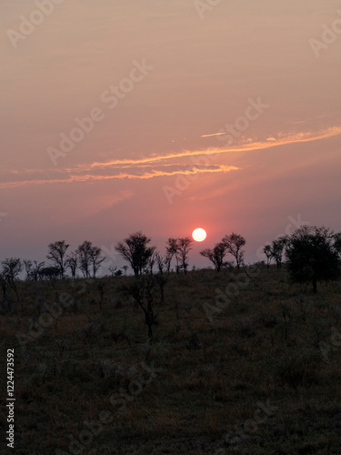 sunset in the African savannah