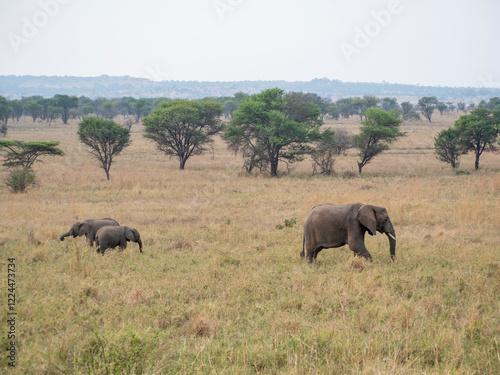 Canvas Print elephants in the savannah