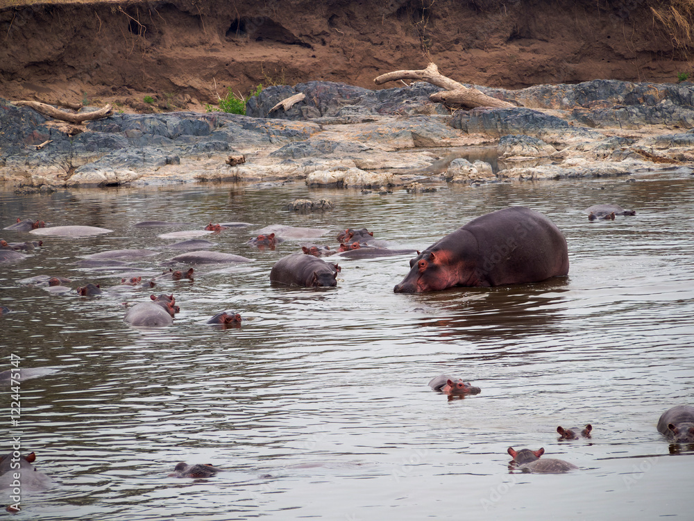 Fototapeta premium hippopotamus in the water in the lake of hippopotamus amphibian, bius river, kenya