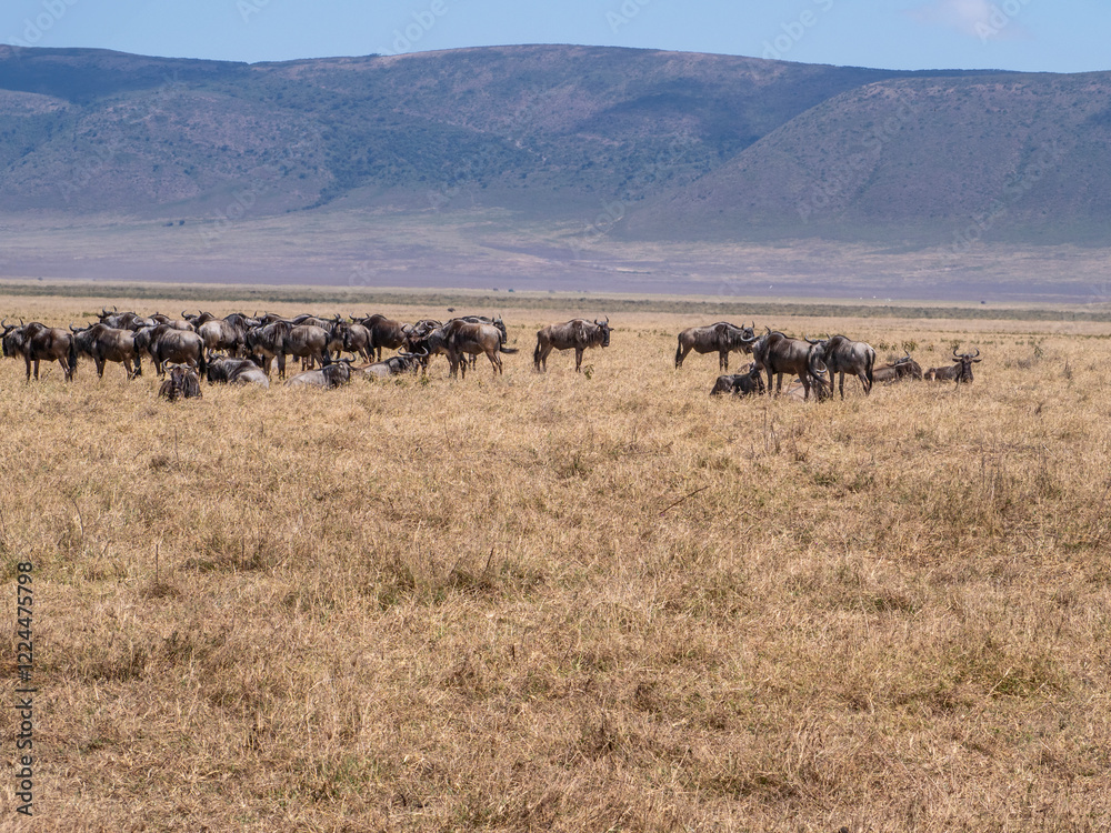 Obraz premium herd of wildebeest in the Masai Mara