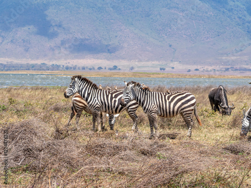zebras and zebras in the african savanna