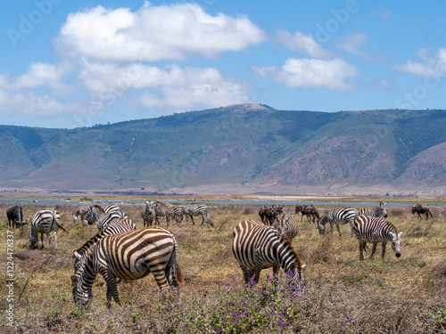 zebras and zebras in the african savanna