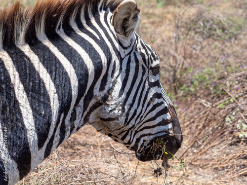 zebras and zebras in the african savanna