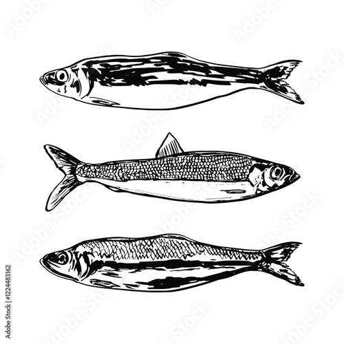 Hand-Drawn Herring Fish Illustration Set