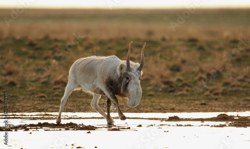 Saiga in winter in a winter coat at a watering hole in the steppe of Kalmykia in the wild