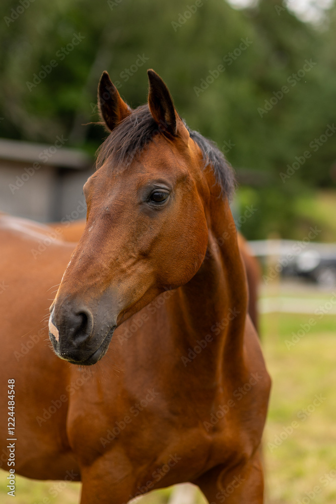 Obraz premium https://www.juliochang.com