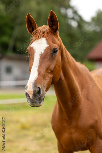 portrait of a horse