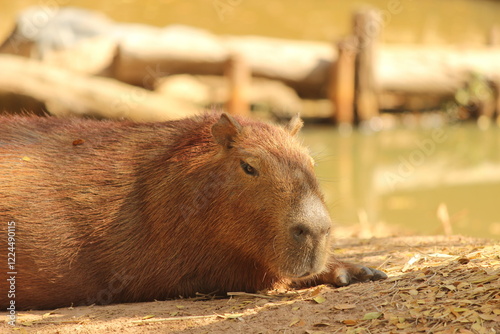 close up of a capybara