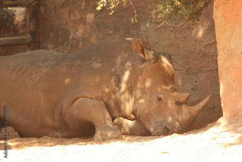 rhino in the zoo
