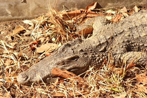 close up of alligator in the zoo