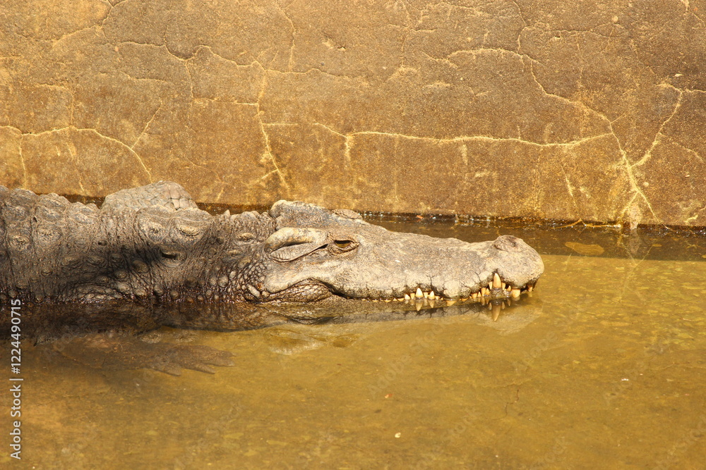 Fototapeta premium close up of crocodile in the khonkaen zoo