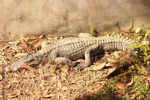 crocodile on the ground
