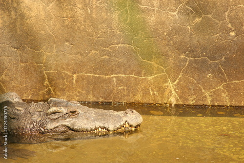 crocodile in the water